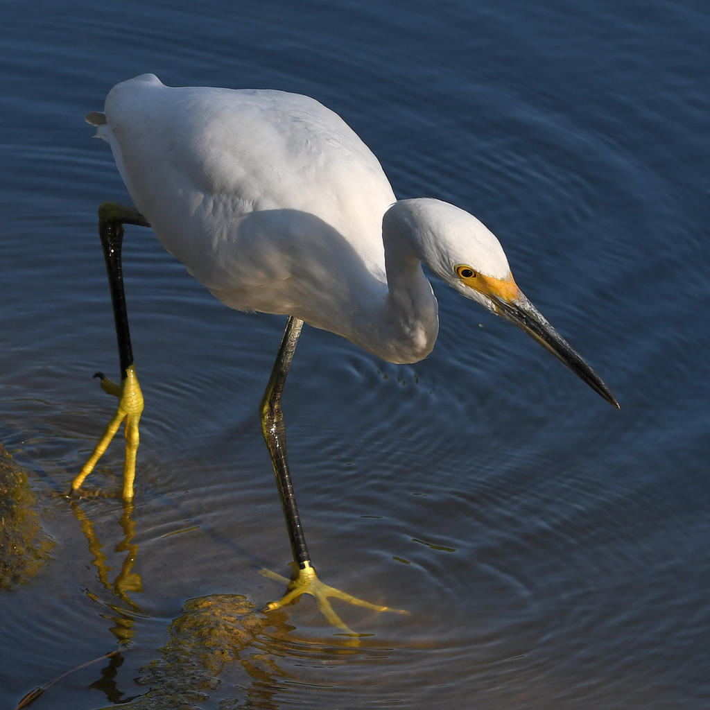 Egret6.jpg