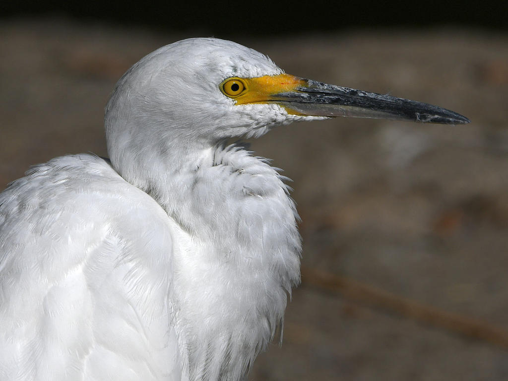 Egret6.jpg
