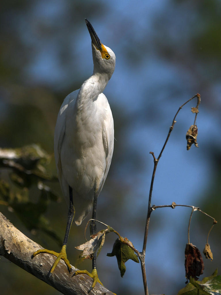 Egret6.jpg