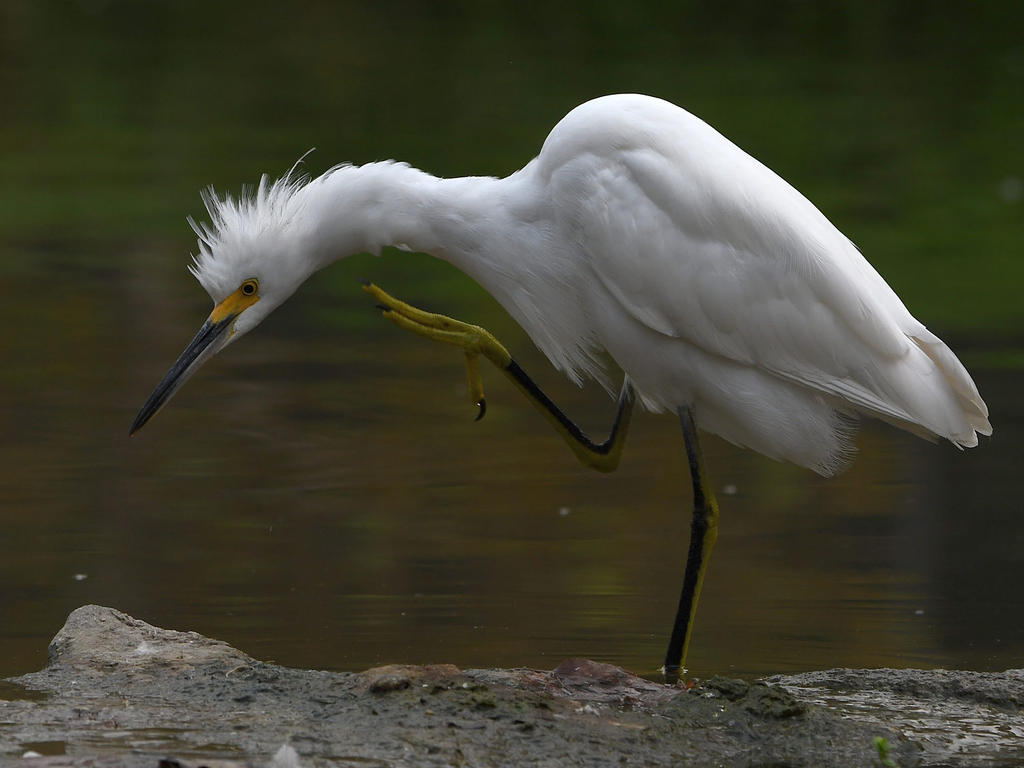 Egret6.jpg