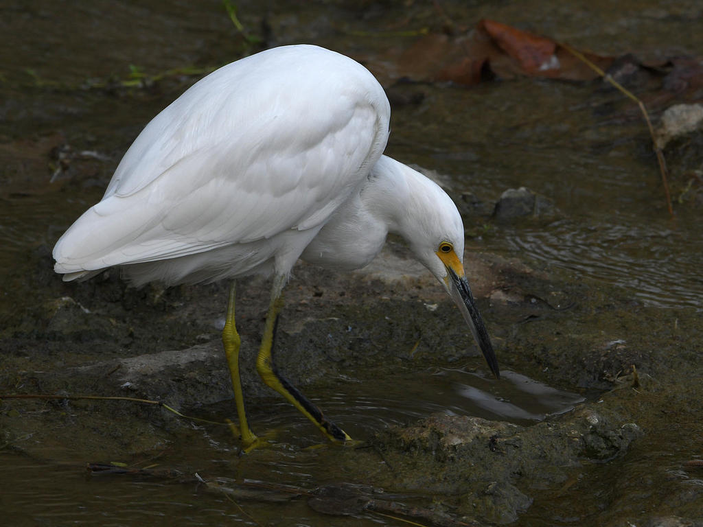 Egret6.jpg