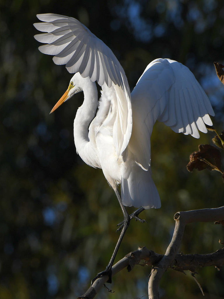 Egret6.jpg