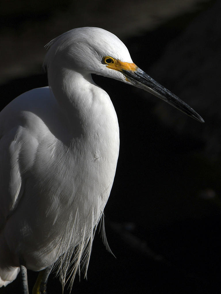 Egret6.jpg
