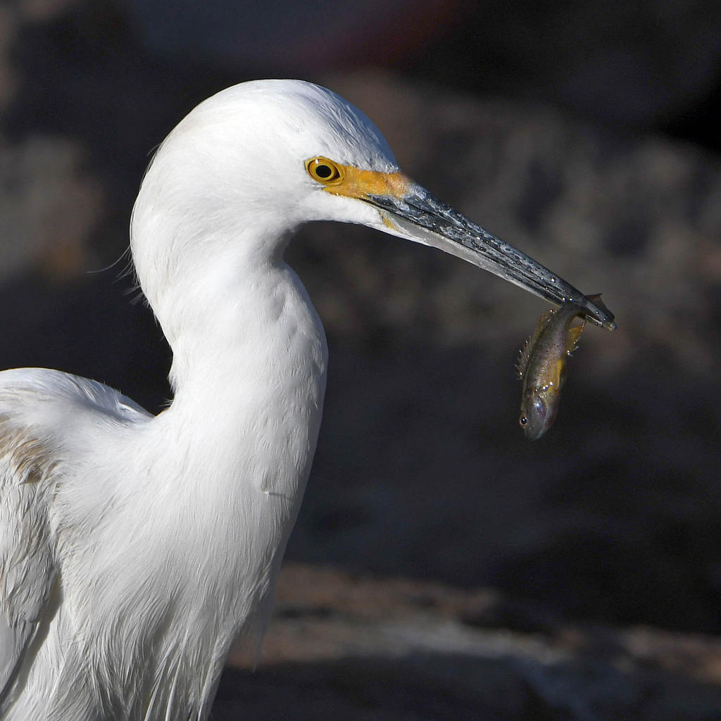 Egret6.jpg