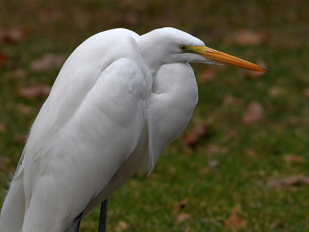 Egret6.jpg
