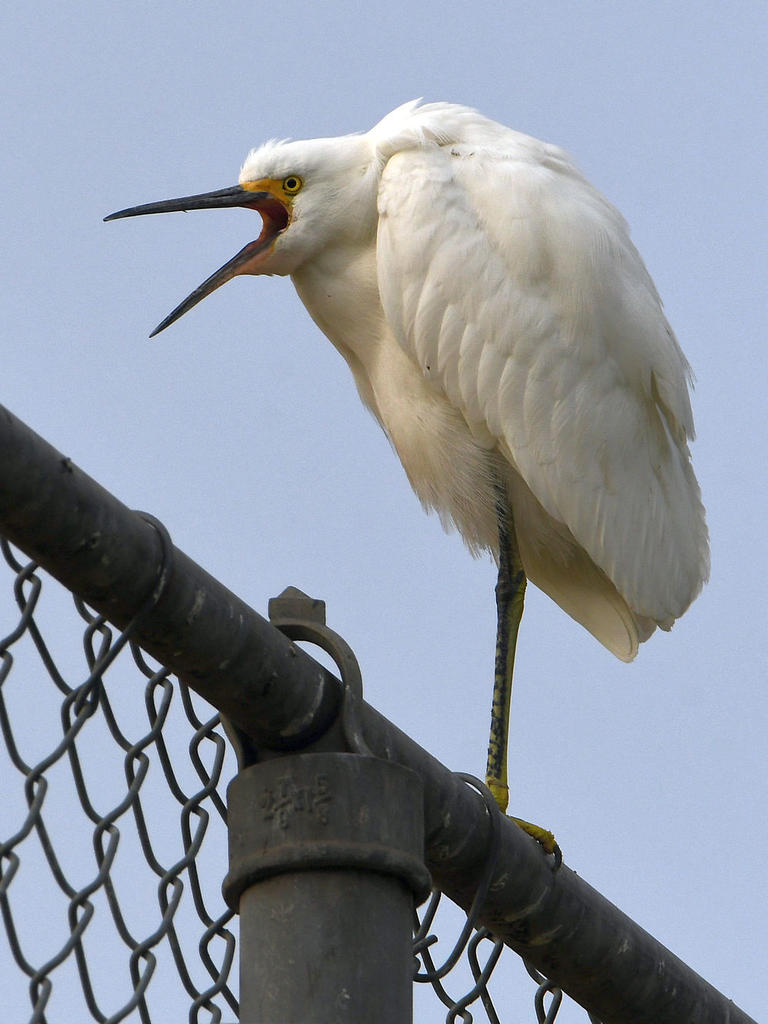 Egret6.jpg