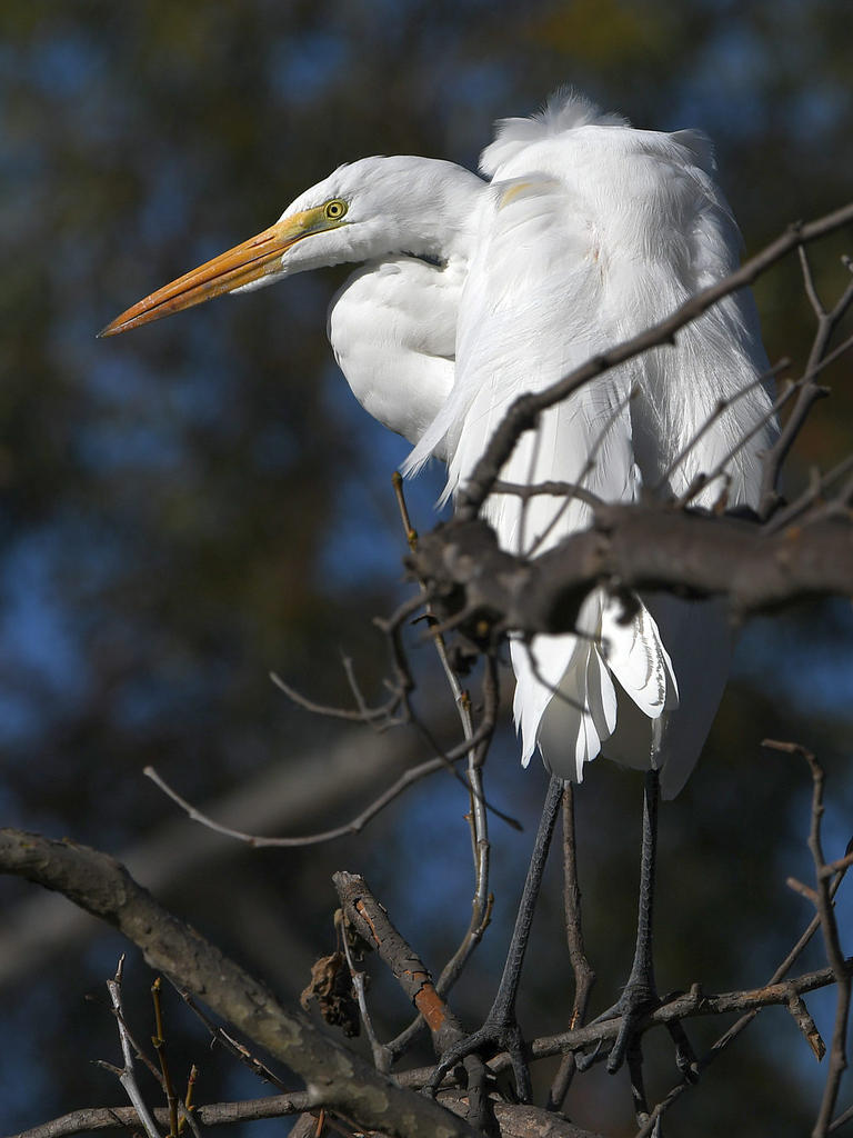 Egret6.jpg