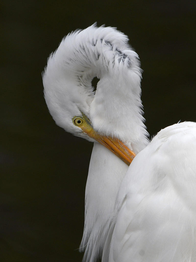 Egret6.jpg