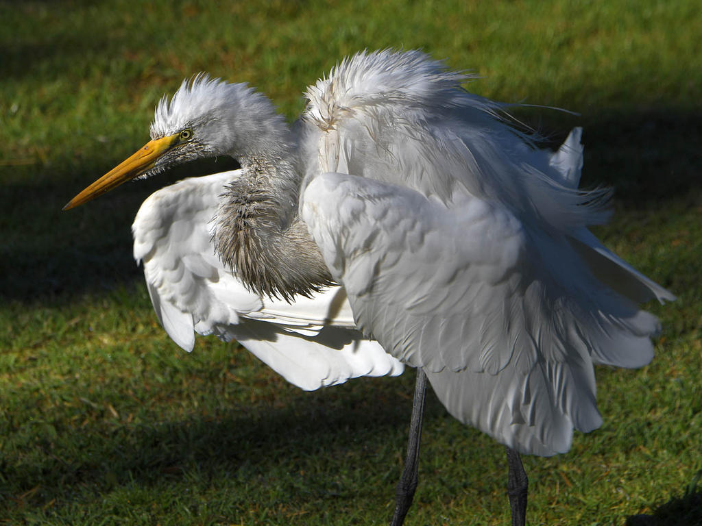 Egret6.jpg