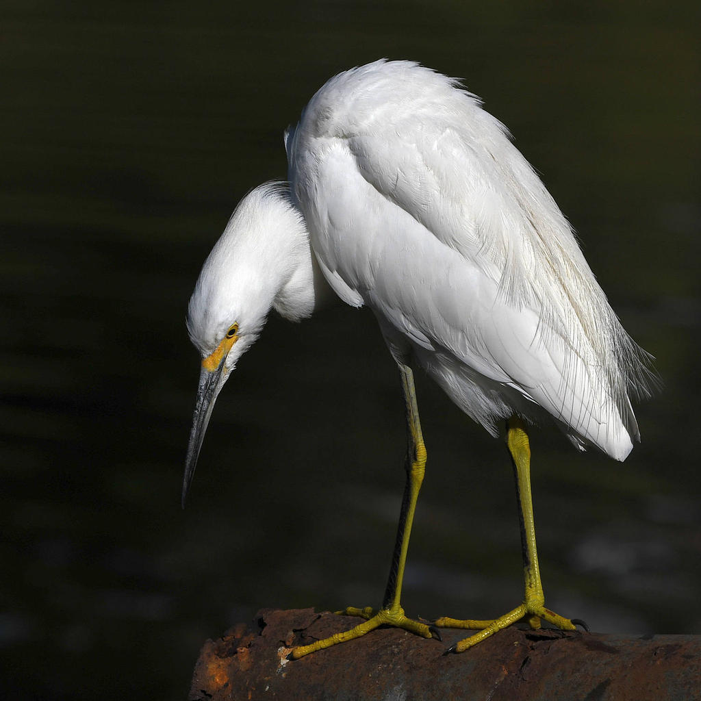 Egret6.jpg