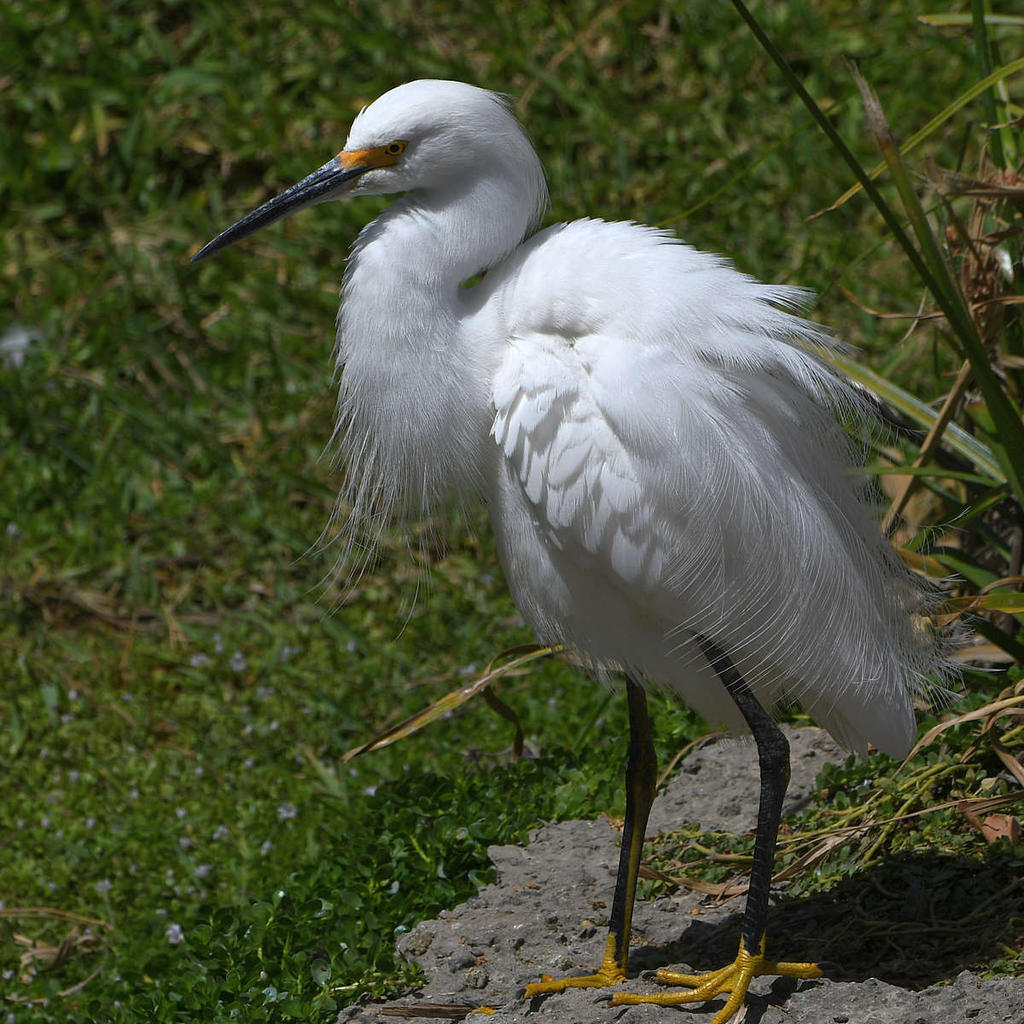 Egret6.jpg
