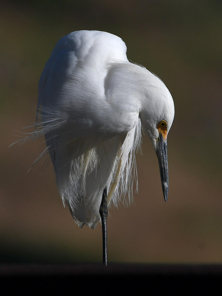 Egret6.jpg