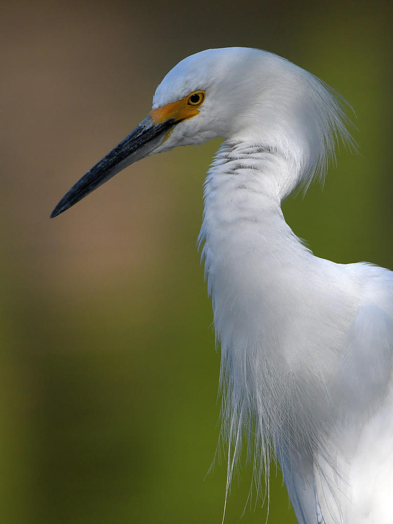 Egret6.jpg