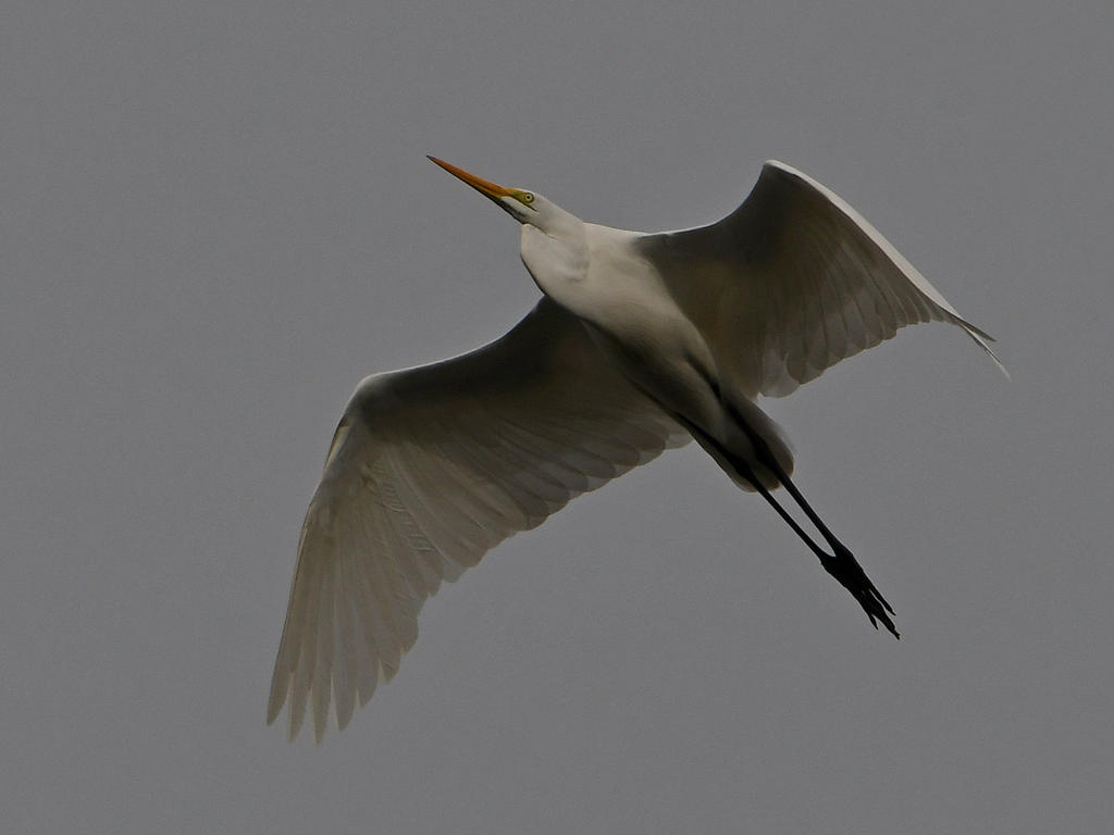 Egret6.jpg