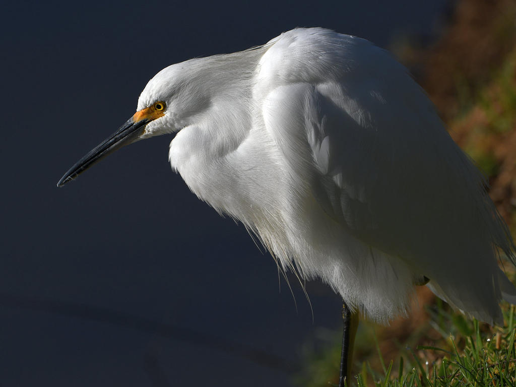 Egret6.jpg