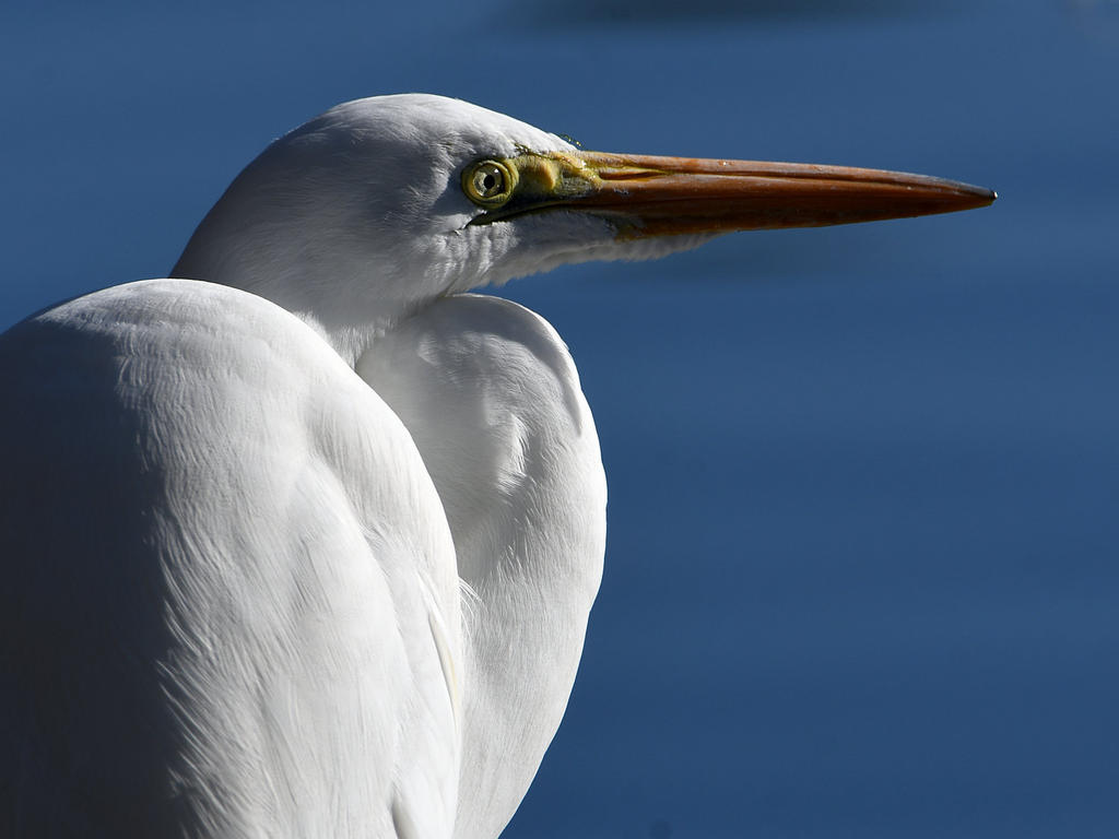 Egret6.jpg