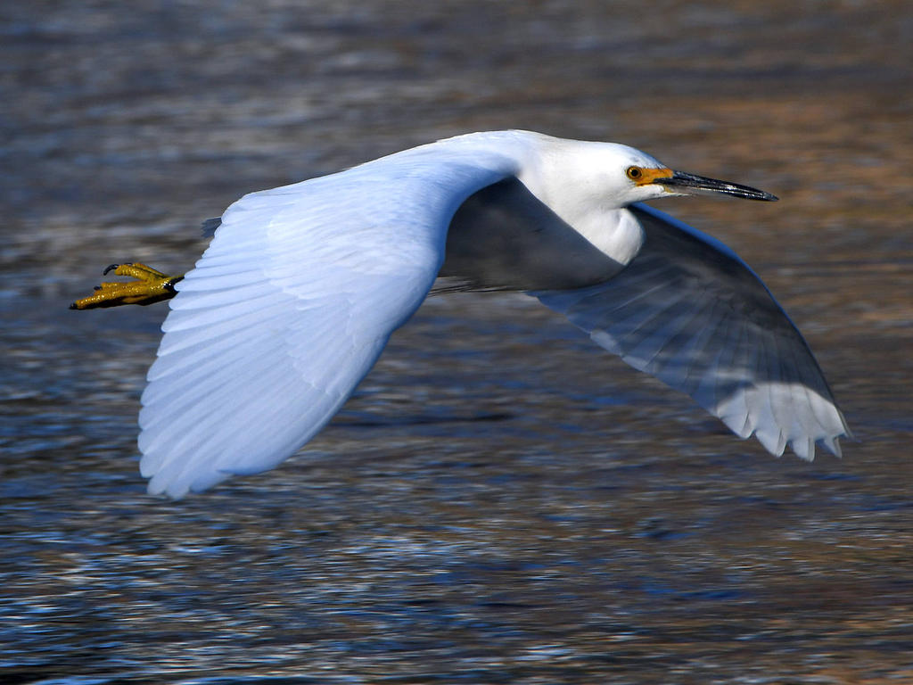 Egret6.jpg
