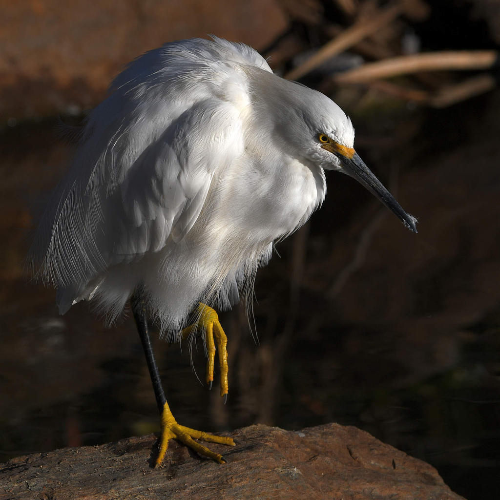 Egret6.jpg