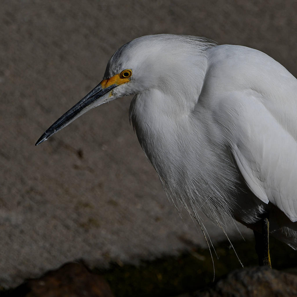 Egret6.jpg