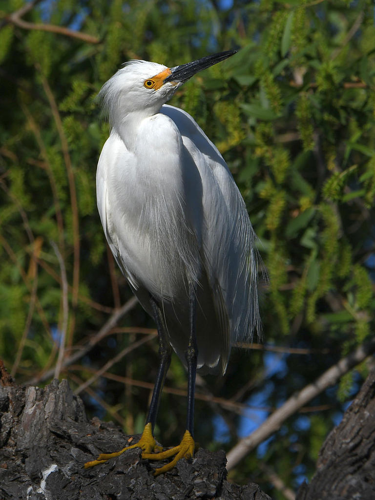 Egret6.jpg