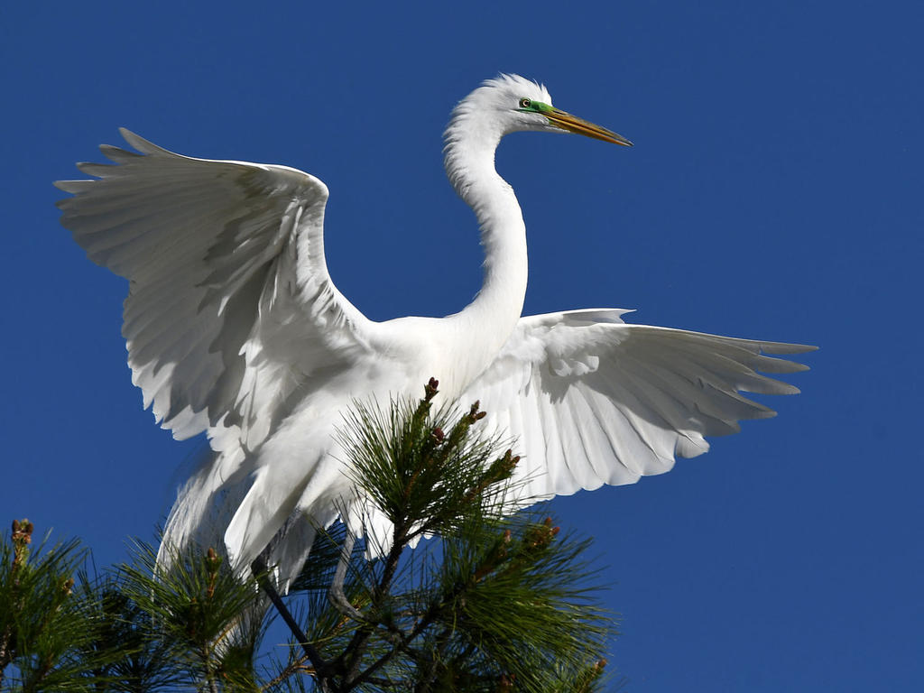Egret6.jpg