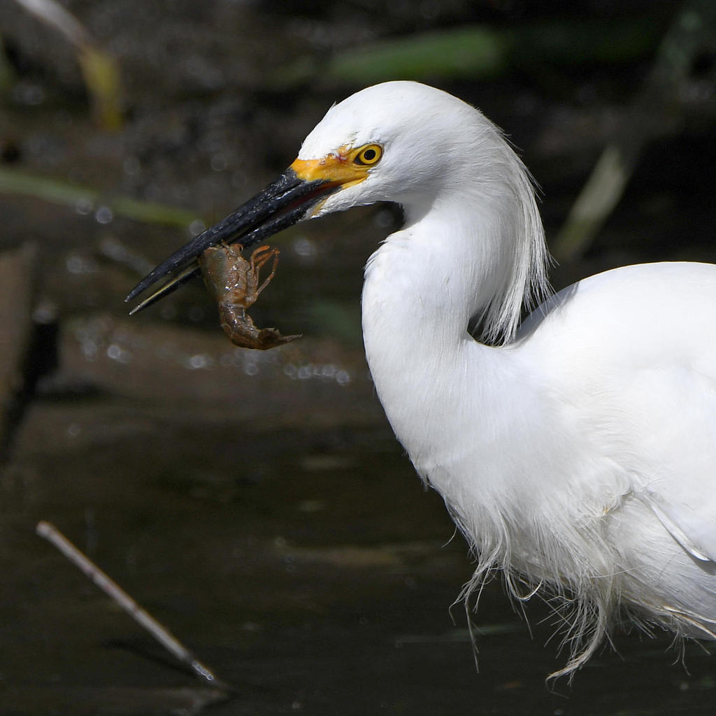 Egret6.jpg
