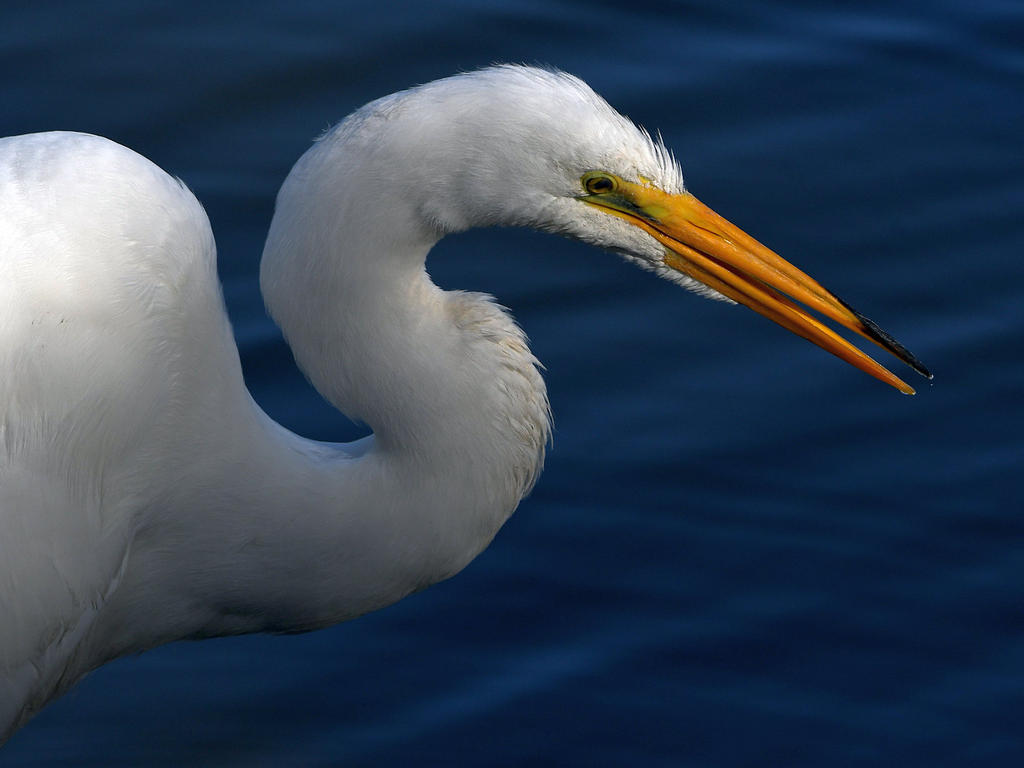 Egret6.jpg