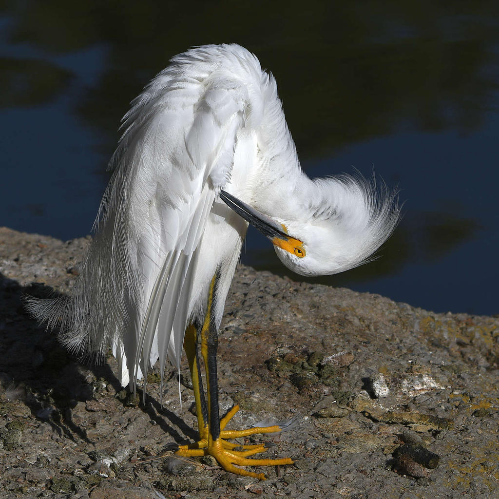 Egret6.jpg