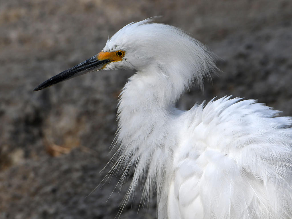 Egret6.jpg