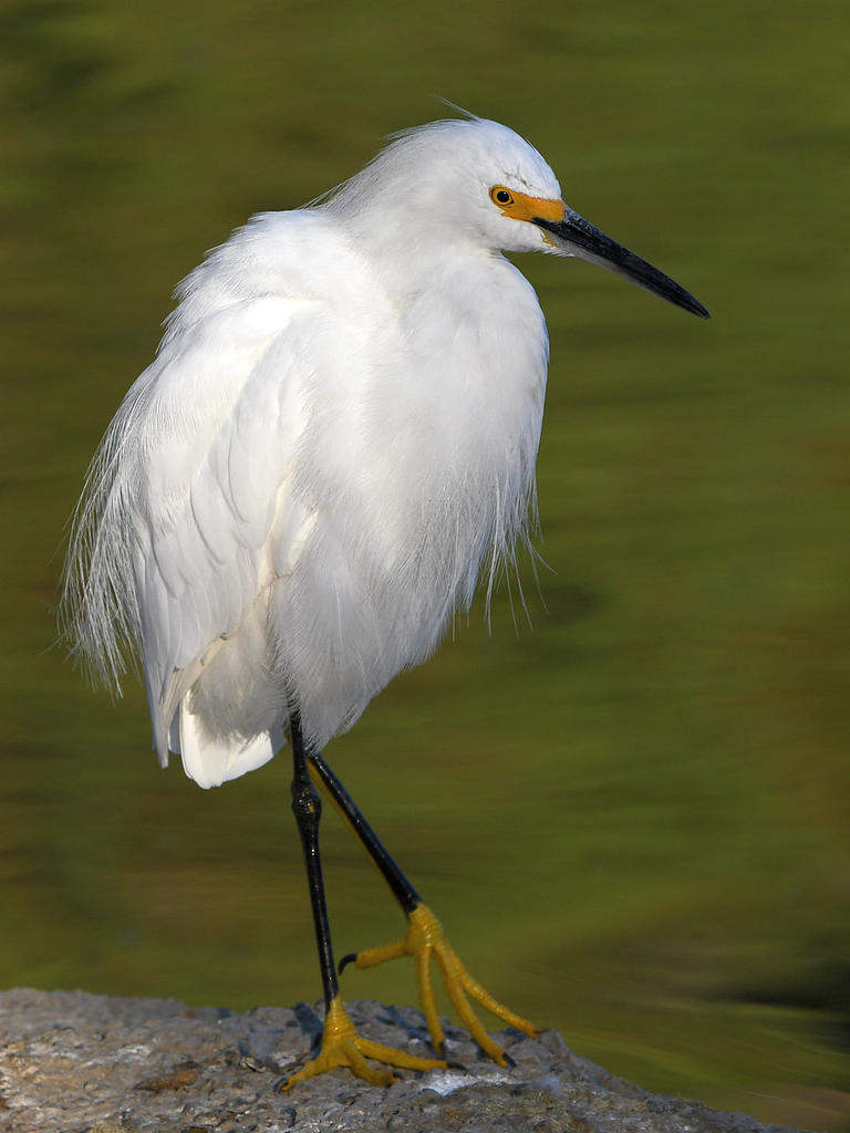 Egret6.jpg
