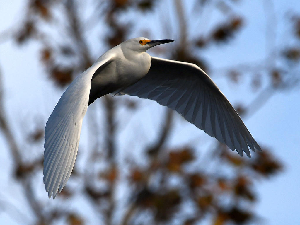Egret6.jpg