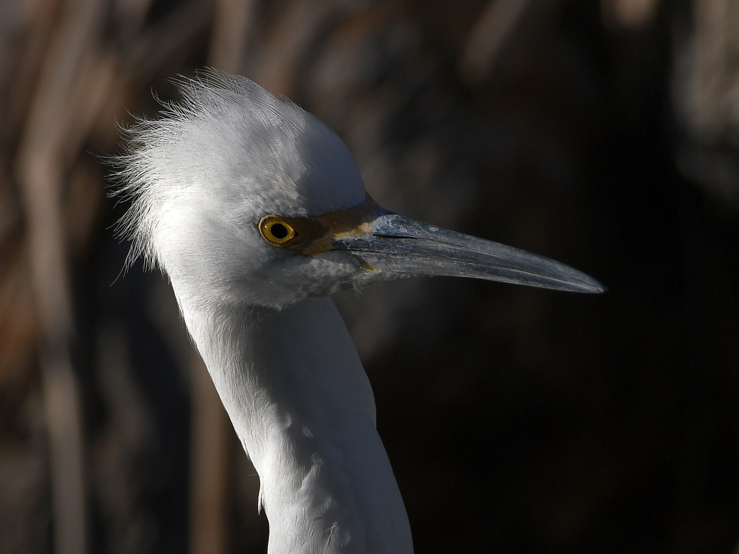 Egret6.jpg