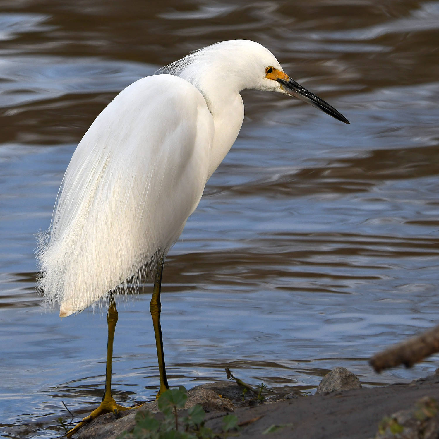 Egret6.jpg