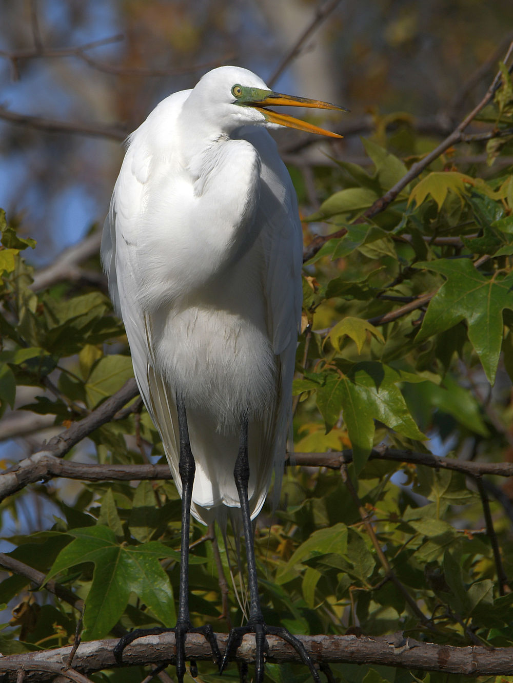Egret6.jpg