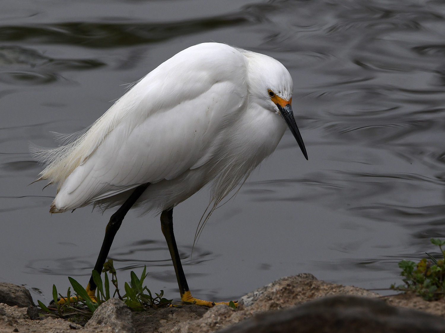 Egret6.jpg