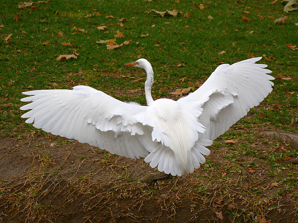 Egret6.jpg