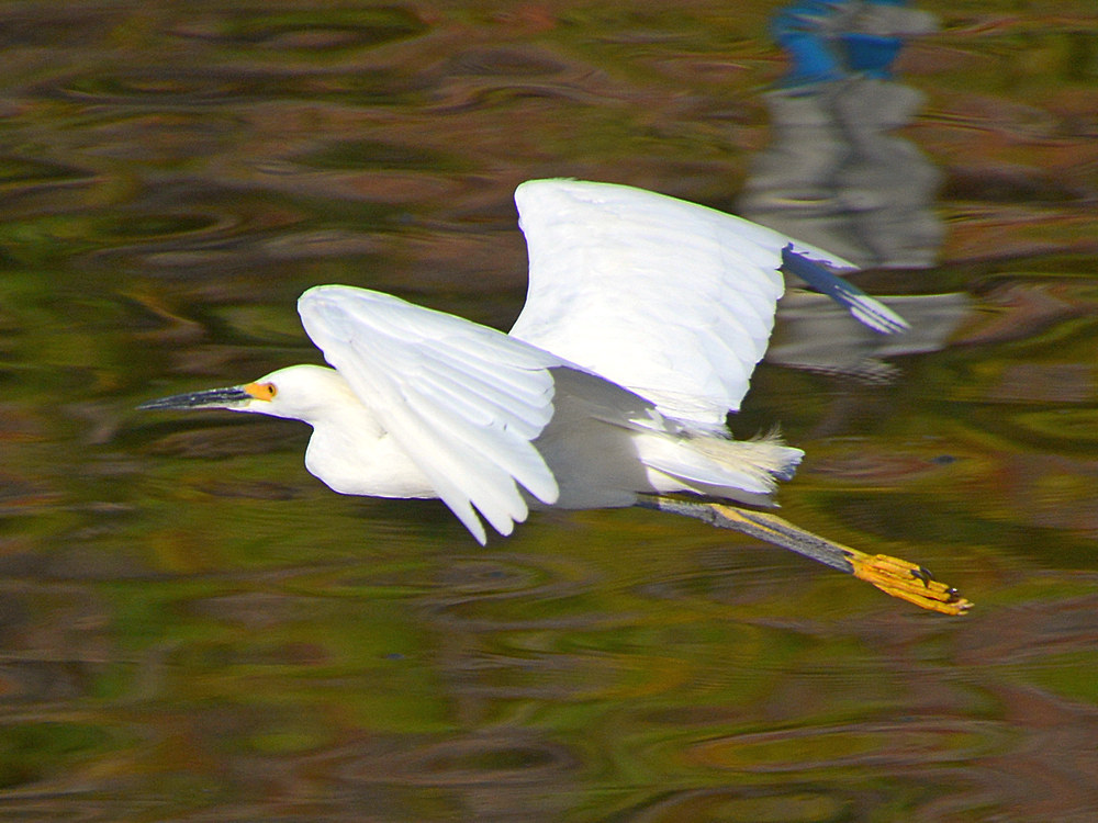 Egret7.jpg
