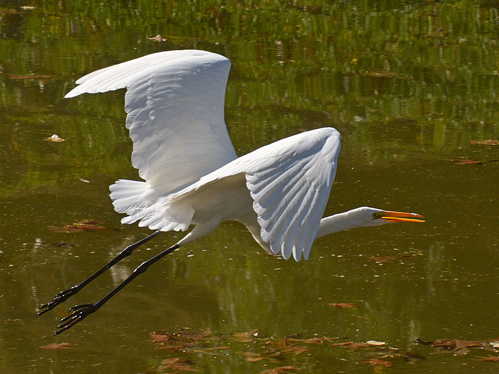 Egret7.jpg