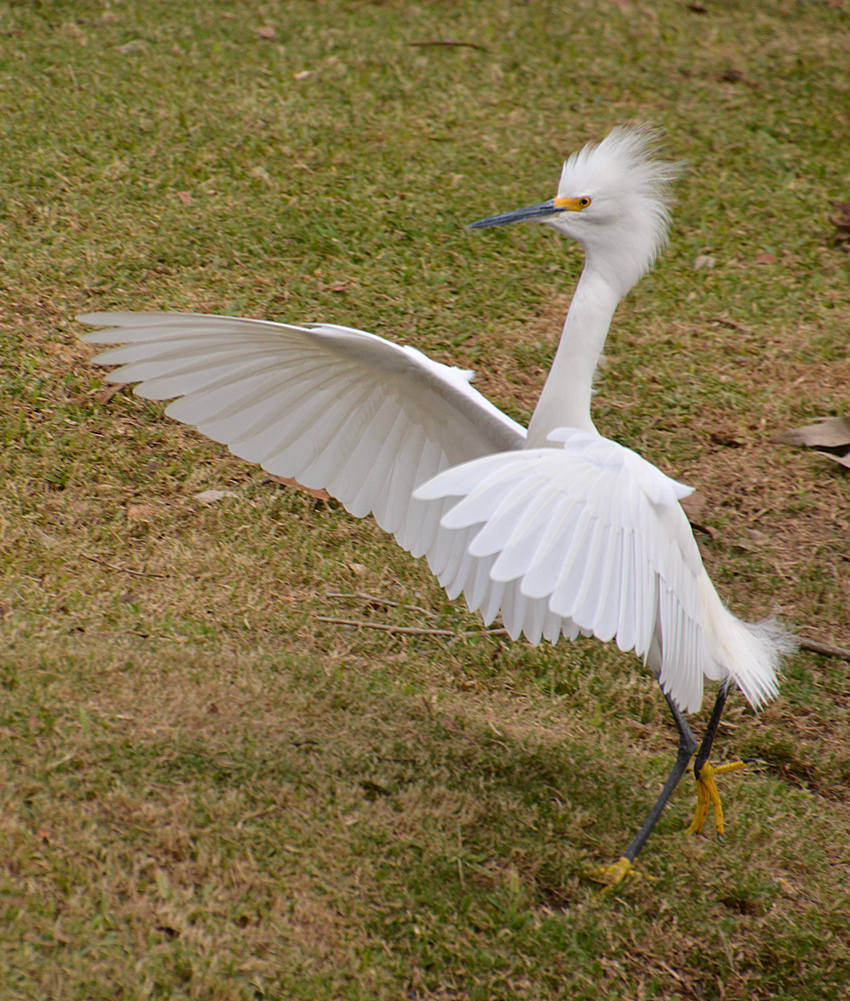 Egret7.jpg