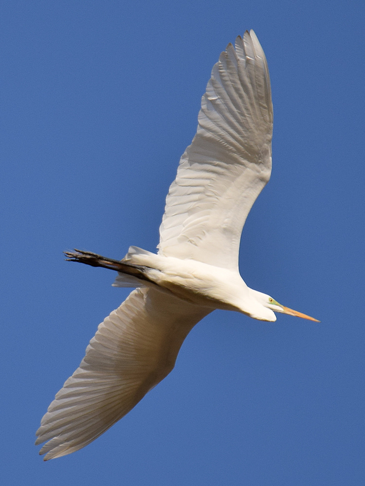 Egret7.jpg