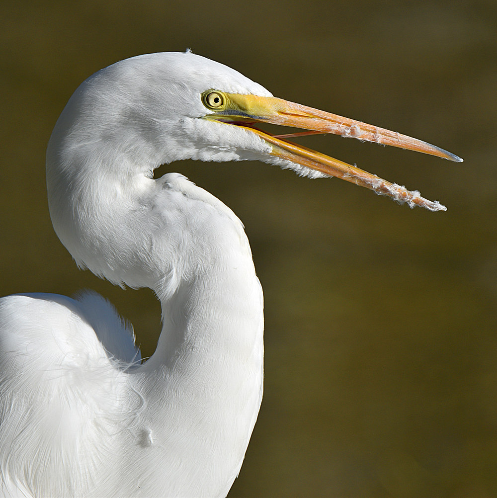 Egret7.jpg