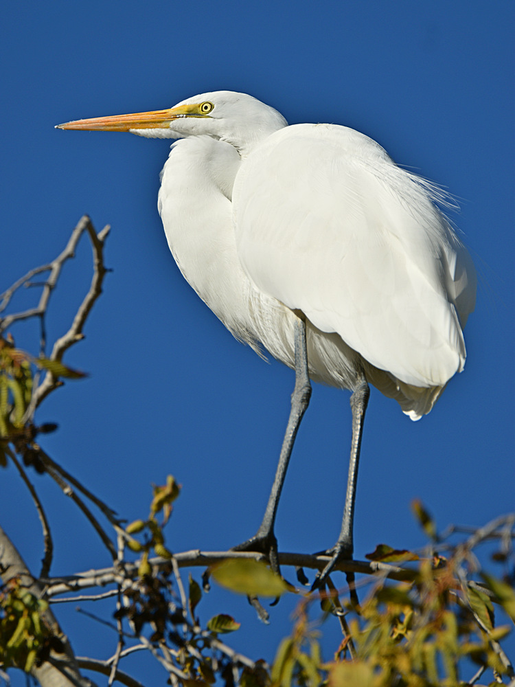 Egret7.jpg