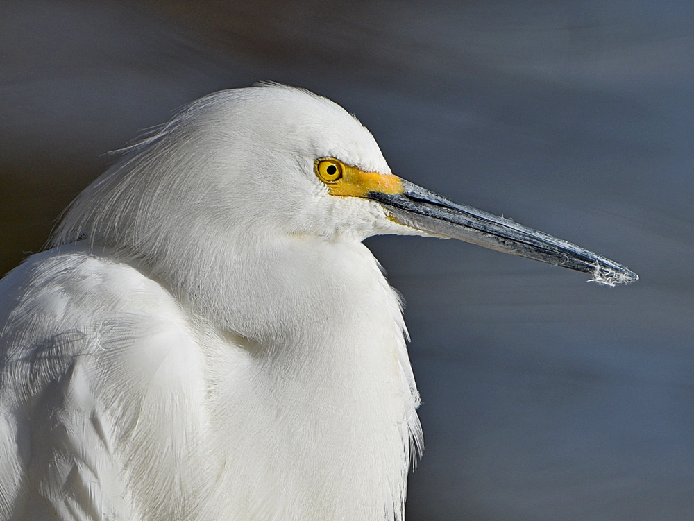 Egret7.jpg