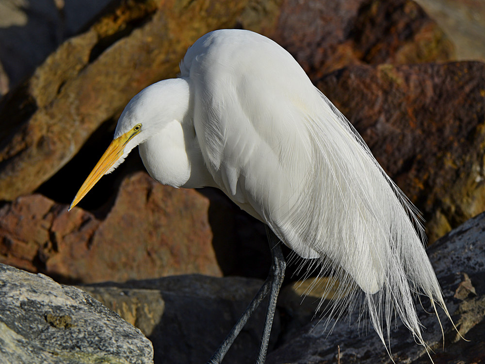 Egret7.jpg