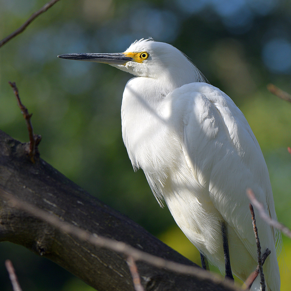 Egret7.jpg