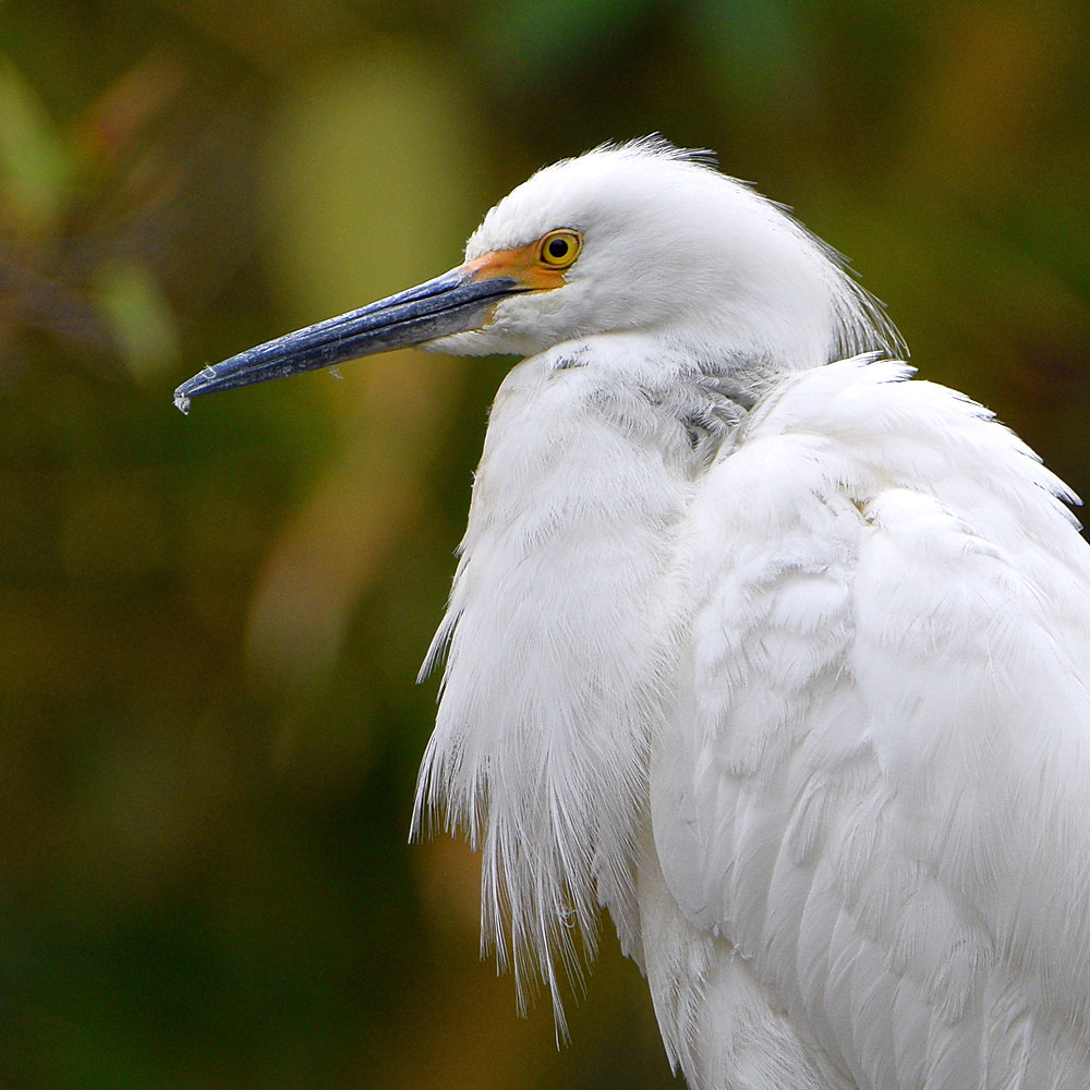Egret7.jpg