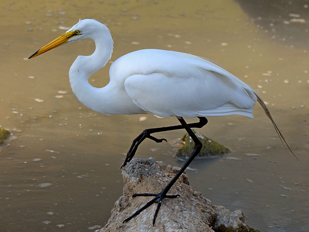 Egret7.jpg