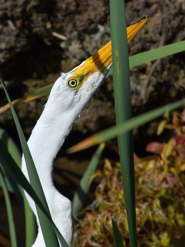 Egret7.jpg