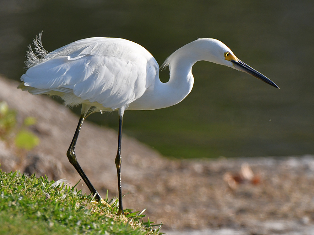 Egret7.jpg