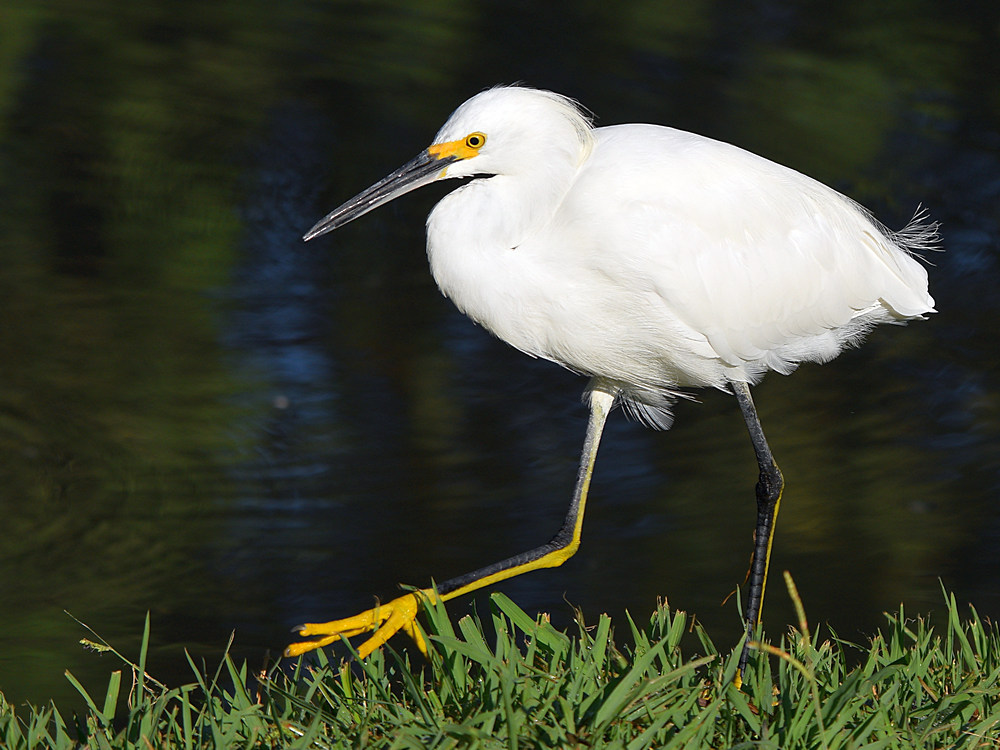 Egret7.jpg